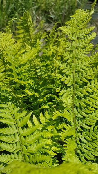 Polystichum setiferum - Weicher Schildfarn